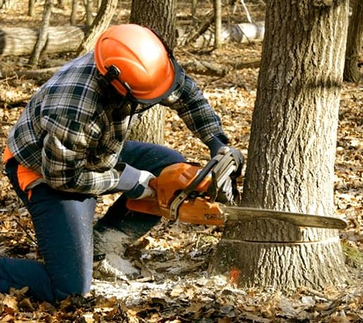 Tree Removal in Hillsboro, AL